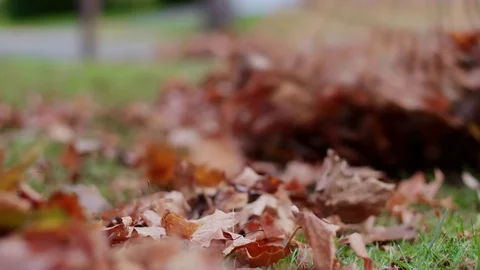Raking Leaves Low Angle Move Right Video stock 81964018