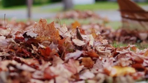 Raking Leaves Low Angle Move Left Stock Footage 81964187