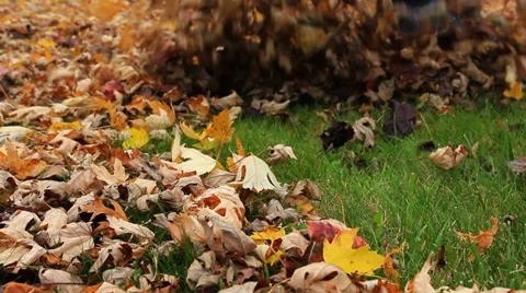 Raking leaves, low camera angle, CU Stock Footage 32224962