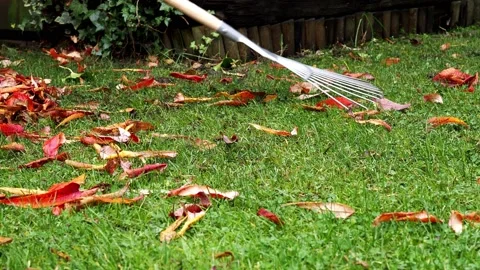 Raking The Leaves Before Winter. Stock Footage 227120538
