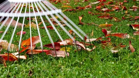 Raking The Leaves Before Winter. Stock Footage 227120640