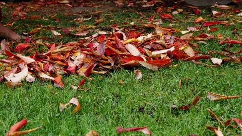 Raking The Leaves Before Winter. Stock Footage 227122641