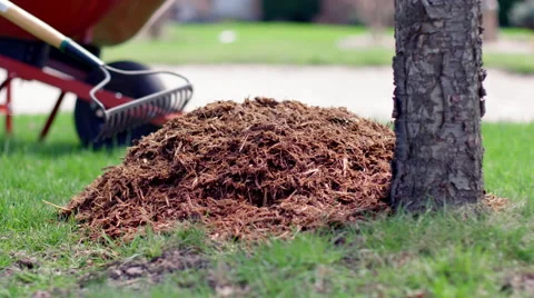 Raking mulch around base of a tree in slow motion 4K Stock Footage 49473814