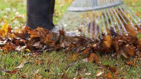 Raking oak leaves Video stock 71647497