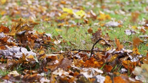 Raking oak leaves Stock Footage 71647645