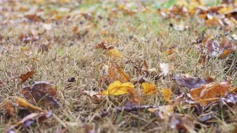 Raking oak leaves Video stock 71648113