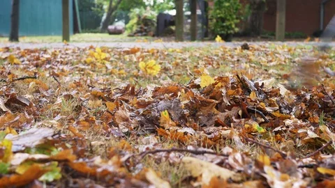 Raking oak leaves Stock Footage 71648892