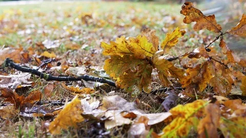 Raking oak leaves Stock Footage 71649392
