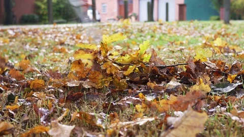 Raking oak leaves Stock Footage 71649658