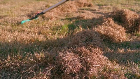Raking piles of dry dead grass from lawn with fan rake close-up Stock Footage 341079021