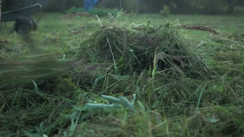 Raking the plot from freshly mown grass. summer mowing. cleaning of the Stock Footage 170822575