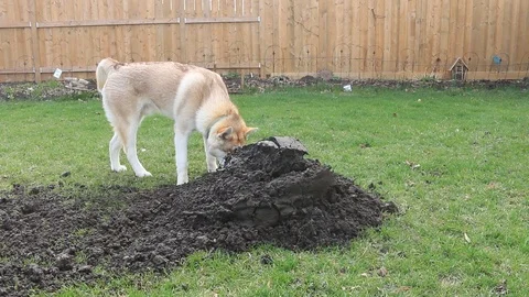 Raking soil to prepare for reseeding sod Stock Footage 106733332