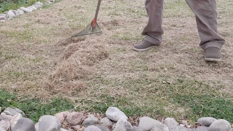 Raking Thatch From Lawn Up Stock Footage 110618586