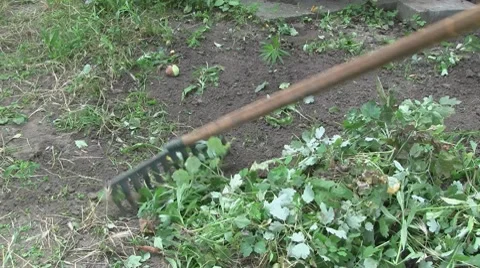 Raking weeds Видео 10608844