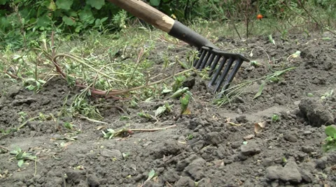 Raking weeds Stock Footage 27595539