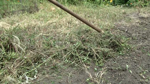 Raking weeds Stockbeeldmateriaal 27595925