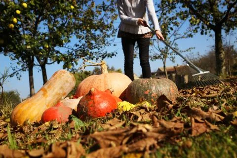Raking the yard Stock Photos