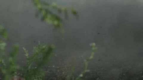 Rally Car Stock Footage 75464632