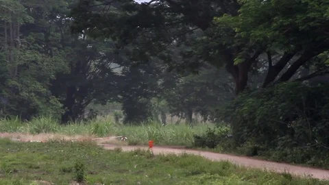 Rally car Video stock 81784970