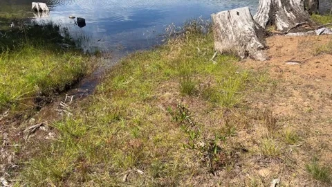 Ralph River 01 Stock Footage 345525965