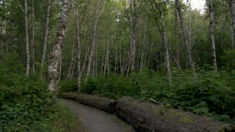 Ralph River Alders 库存影片 345526899