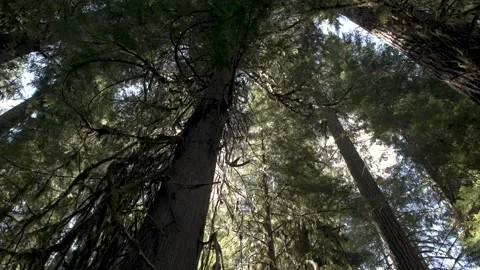 Ralph River Forest 1 库存影片 345526413