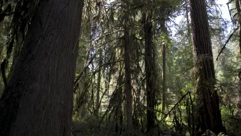 Ralph River Forest 2 Stock Footage 345526563