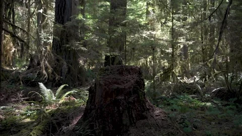 Ralph River Forest 3 库存影片 345526455