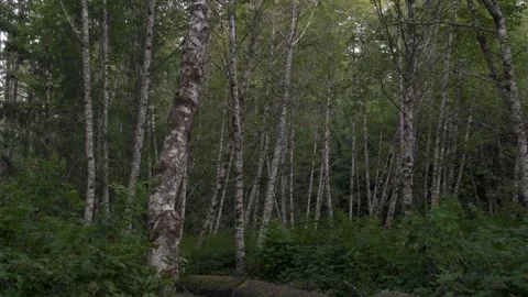 Ralph River Red Alders 库存影片 345526478