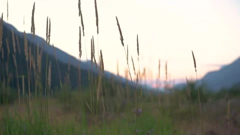 Ralph River Tall Grass 库存影片 345526953