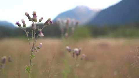 Ralph River Thistle Stock Footage 345526694