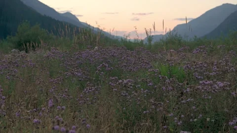 Ralph River Thistle Meadow 库存影片 345526860