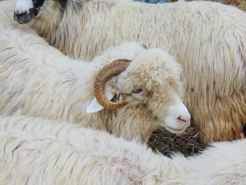 A ram among other rams Photos