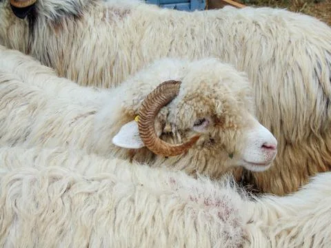 A ram among other rams Photos