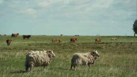 Ram And Cattle Herd On The Field In Beautiful Summer Day With Blue Sky Video stock 238674082