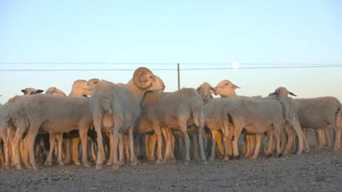A Ram and a Flock of Ewes Stock Footage 333321198