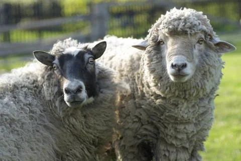Ram and sheep Stock Photos