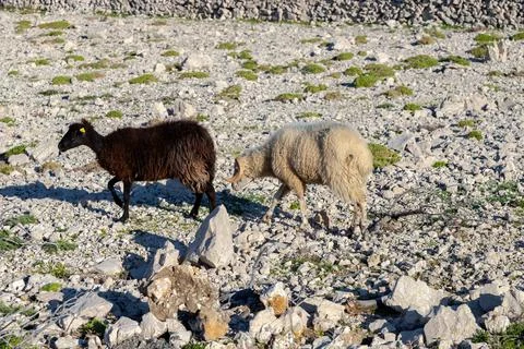 Ram and sheep Stock Photos