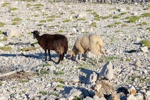 Ram and sheep Stock Photos