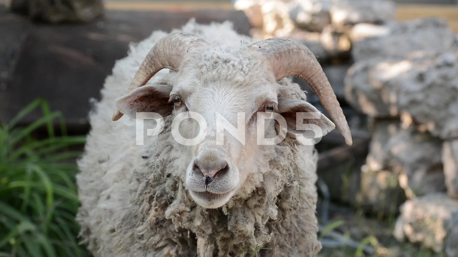 Ram animal head looking at camera | Stock Video | Pond5