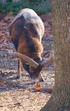 A ram with big horns found something in the foliage near the tree Stock Photos