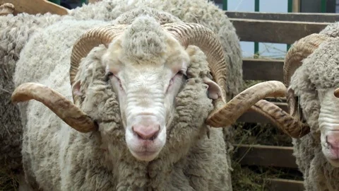 A ram breeds Soviet Merino Stock Footage 107943794