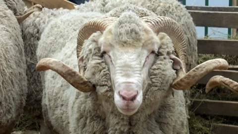 A ram breeds Soviet Merino Stock Footage 108560912