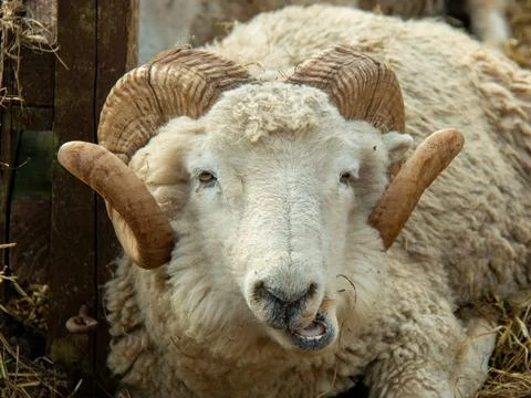 Ram Chewing the Cud Stock Photos