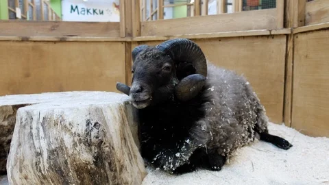 The ram chews the grass. Sheep resting Stock Footage 102553227