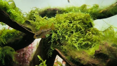 Ram Cichlid Gliding Gracefully in Lush Planted Aquarium. 4K Tropical Fish Video. Stock Footage 314490354