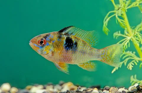 Ram cichlid Stock Photos