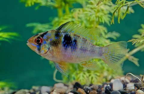 Ram cichlid Stock Photos