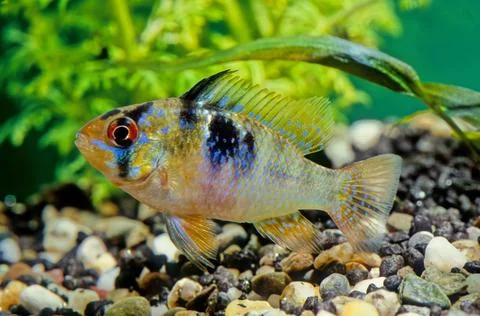 Ram cichlid Stock Photos