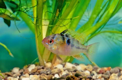 Ram cichlid Stock Photos